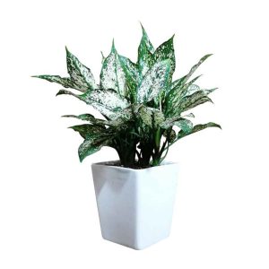 گیاه مدل برگدار مدل ۲